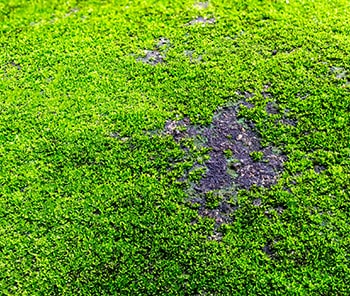 moss growing on lawn
